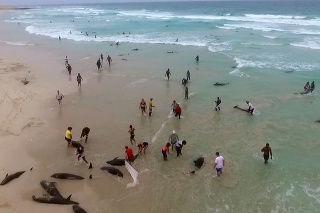 Na ostrove Boa Vista uhynulo vyše sto delfínov.