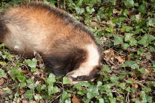 Female badger at the roadside