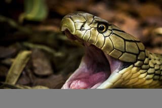 Headshot of snake with mouth open - King cobra
