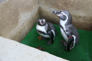 Tučniaky v košickej zoo patria medzi najobľúbenejšie zvieratá.