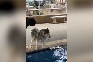 Nádherné video nie len pre milovníkov psov: Majestátny husky, ktorý sa bojí vody? Pozrite na tú rozkošnosť