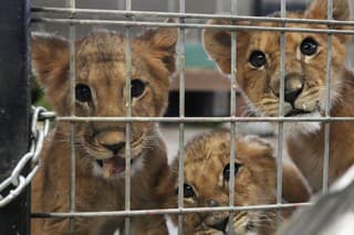 Do útulku v Minnesote dorazili štyri levíčatá z Ukrajiny