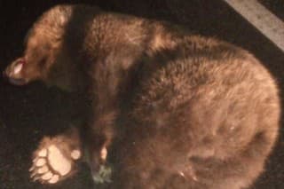Po zrážke s dodávkou zahynul medveď