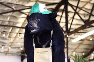 Medveď zvaný Pablo Escobear bol vypreparovaný a vystavený v supermarkete v americkom Lexingtone.