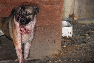  Polícia obvinila muža zo Spiša, mal sekerou napadnúť psa