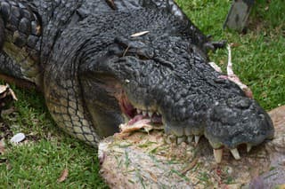 Zubní technici v austrálskom Reptile Parku dostali za úlohu napraviť úsmev samotnému krokodílovi.