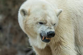 Polar Bear bearing its teeth