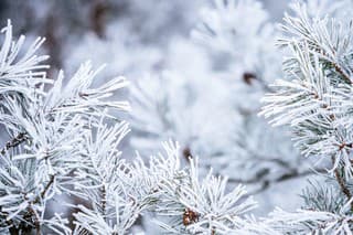 Winter christmas background - snow falling on pine tree branches.