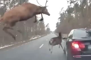 Vodičovi osobného auta sa podarilo natočiť nevídanú situáciu, keď stádo divých jeleňov prebiehalo cez cestu v momente, keď sa tam nachádzalo iné auto. 