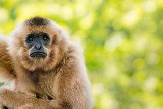 Close-up of a female white-handed gibbon, also known as lar gibbon, against heavily blurred treetops. This gibbon species can be found in Indonesia, Laos, Malaysia, Myanmar and Thailand.