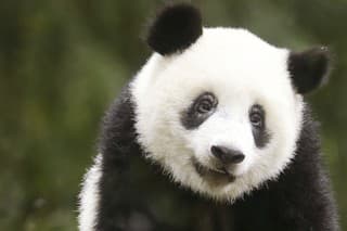 Japonské pandy sa presúvajú naspäť do Číny.