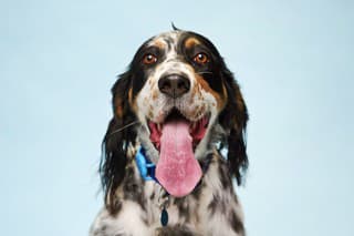 Najdlhší psí jazyk (9,49 cm)
