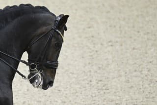 Kadyrov kúpil koňa v roku 2012 s cieľom uspieť vo vtedajších najštedrejšie dotovaných dostihoch sveta Dubai World Cup.