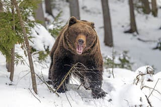 Turistu v lese pohrýzol medveď!