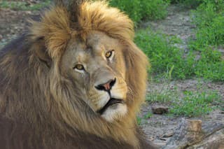 Berberský lev Ramzes z bojnickej zoo už dosiahol ideálny vek, aby mohol splodiť potomstvo.