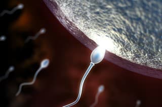 3d macro render of sperm impregnating a female egg in the uterus