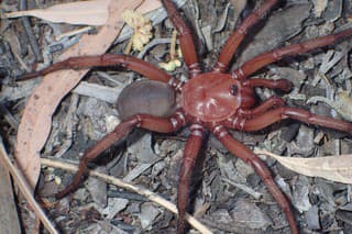 Keď vedci objavia veľkého pavúka, už kde inde by to mohlo byť než v Austrálii, však?