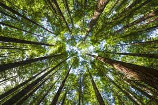 Backdrop from a redwood forest