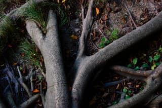 Medzi koreňmi lipy objavili čosi nezvyčajné. (Ilustračná fotografia)