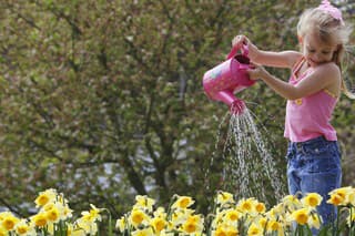Správna starostlivosť: Narcisy majú rady slnko i dostatok vlahy