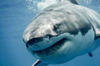 Great white shark smiling in the blue ocean