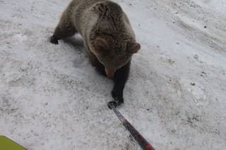 Medveď sa hral s lyžiarovou paličkou.