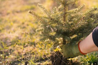 Worker plant a young tree in the garden. Small plantation for a christmas tree. Picea pungens and Abies nordmanniana. Spruce and fir.