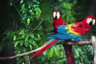 Veľké: Papagáje ary dokážu bez chvosta merať pokojne aj jeden meter. Je to najväčší druh spomedzi všetkých papagájov.