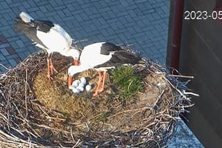 V Chýnove u našich českých susedov spoločne hniezdia dve samice, ktoré sa starajú o osem vajec.