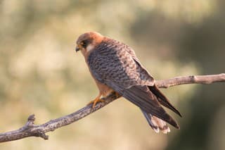 The red-footed falcon  formerly western red-footed falcon