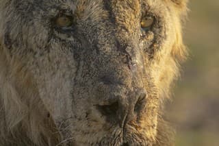 Pastieri v národnom parku zabili šesť levov.