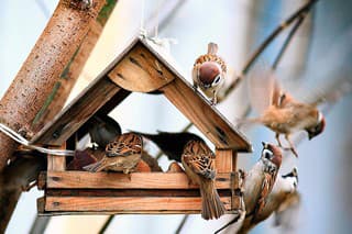 Najlepšie je kŕmidlo pre vtáky umiestniť na ovocnom strome, keďže tam majú dostatočný rozhľad.