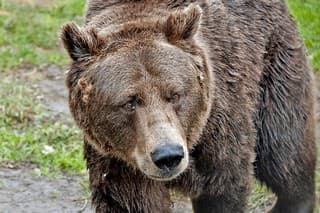 Stále nie sú známe presné počty medveďov v prírode.