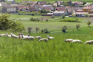 Krajinu pomôže kultivovať pre sysle stádo oviec. 