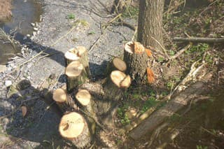 53 kusov drevín padlo v obci Veľké Dravce v okrese Lučenec.