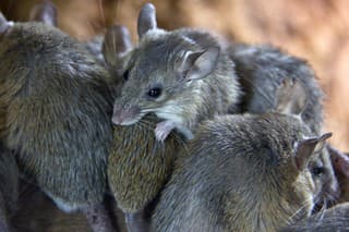 Myši (ilustračné foto)