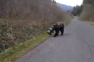 Medveďa so zaseknutým valcom na hlave po dvoch týždňoch zachránili.