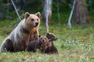 Polícia upozorňuje na medvedicu s mláďatami.