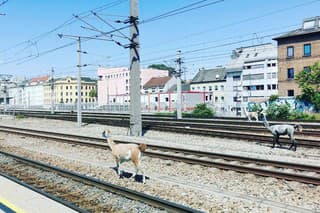 Lamy zablokovali železničnú dopravu vo Viedni.