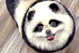 Panda. Stálica: Psík Shawn je verný pandiemu strihu už roky.