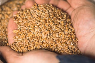 Wheat grains on the hands of a farmer near a sack, food or grain for bread, global hunger crisis concept due to war, close up