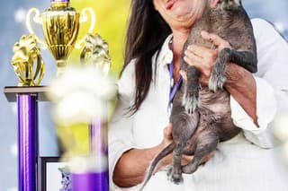 Na snímke najškaredším psom na svete sa stal čínsky chocholatý pes menom Scooter z Arizony.