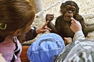 Deti poteší aj táto opica.