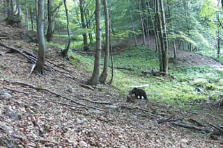 Medveď sa v okolí vodopádu pohyboval viackrát.