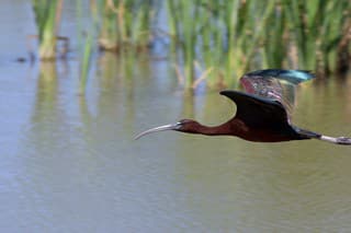 Za svoj domov si ibisovec vybral Senianske rybníky.