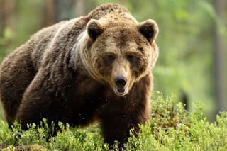 powerful male brown bear in forest landscape