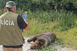 Cez víkend došlo k usmrteniu medveďa po jeho strete s človekom.