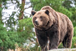 Medveďa hnedého mali opätovne obyvatelia podľa policajtov spozorovať v Kľačne už v sobotu vo večerných hodinách. (ilustračná foto)