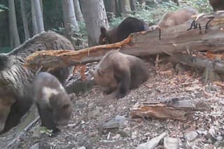 Fotograf Dávid zachytil v lese na fotopascu veľkú raritu - medvedicu s piatimi mláďatami.
