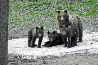 Medvede sú po dlhej zime chudé, pred statným samcom okamžite ujdú.
